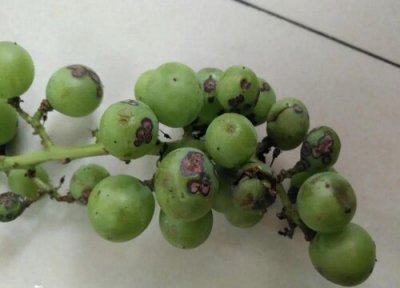 葡萄炭疽病发病原因 葡萄炭疽病的发病原因及治疗方法