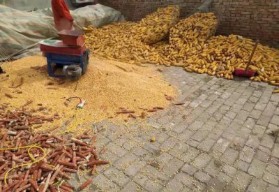 玉米价格为什么涨个不停 玉米今年为什么大涨这么狠