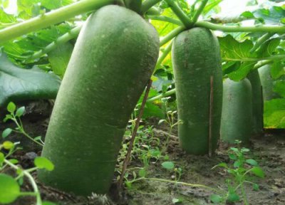 北方胡萝卜的种植时间 北方萝卜什么时候种植最好