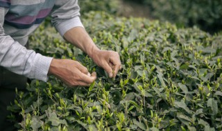 秋冬季早上喝什么茶 秋冬季早上适合喝哪些茶