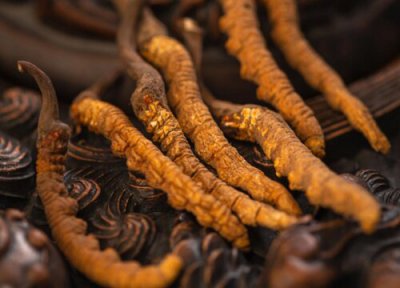 冬虫夏草如何贮藏保管 储藏保存方法 细节问题需留意