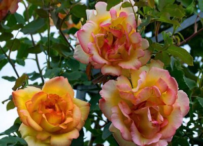 月季每天浇水吗 月季需要每天浇水吗