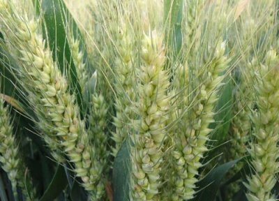 石农958小麦品种简介 种子审定公告、产量表现特点