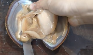 田蚌怎么处理干净 田蚌的处理方法