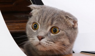 猫咪冬天怎么防止静电 猫咪冬天怎如何防止静电