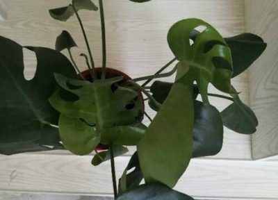 龟背竹叶子黑色斑点 龟背竹叶片长黑斑怎么办