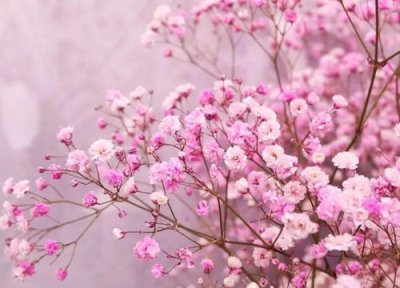 粉色满天星的花语是什么寓意 适合送给什么人