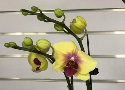 夏季蝴蝶兰如何养护 新买蝴蝶兰夏季正确养护方法