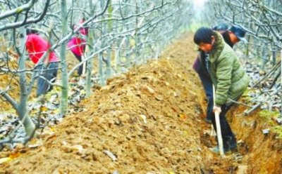 果树冬季为什么进行清扫果园 果树摘果后怎么清园管理