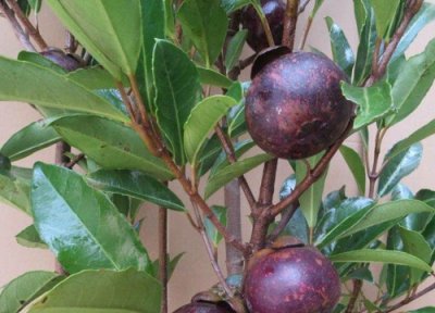 山竹什么季节成熟 成熟季节是几月份