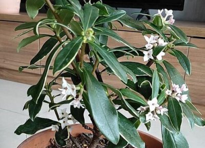 瑞香花一年开几次花 花期有多久时间