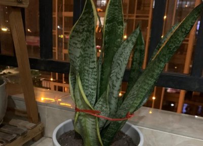 虎皮兰怎样才能冒新芽 虎皮兰喂什么肥新芽冒不停