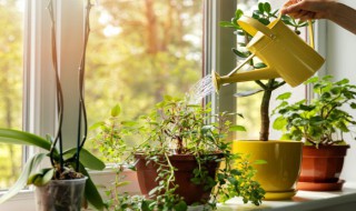 最常见的植物有哪些 生活中最常见的植物介绍