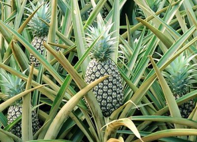 菲律宾气候条件 菲律宾盛产什么水果有名