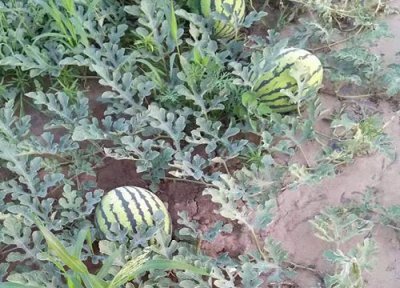 西瓜是热带水果吗 西瓜属于热带水果吗