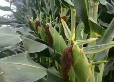 登海最好的玉米种子 登海种业系列玉米新品种哪个产量高