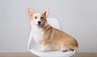 怎样才能训练好狗狗 如何才能训练好狗狗