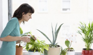 客厅适合摆放几盆花 客厅摆放几盆花适合