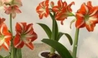 大头兰怎么养才能更旺盛 大头兰如何养才能更旺盛