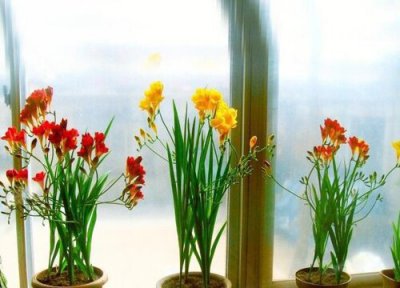 香雪兰生长习性 香雪兰的养殖方法和注意事项有哪些