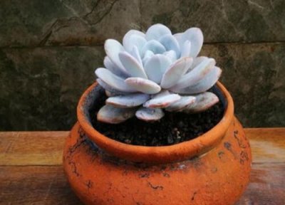 简单多肉花土配制方法 多肉植物自己在家怎么配土