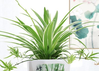 吊兰是否怕冻 吊兰冬天怎么养护