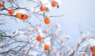 柿子在家种植的方法 柿子的盆栽种植方法