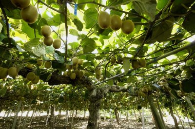 猕猴桃成熟期是几月份 猕猴桃的最佳采摘收获时间