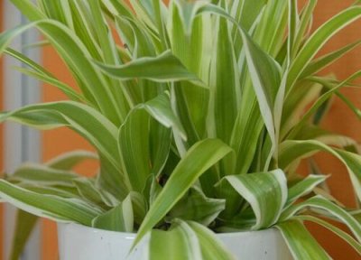 吊兰叶子折断是怎么回事 吊兰叶子出现折断是什么原因