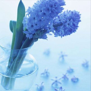 风信子的花语和寓意 关于风信子象征代表意义的传说