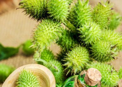 苍耳靠什么传播种子 答案及解析