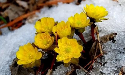 冰凌花是什么花 冰凌花是一种什么植物吗