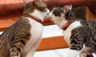 新手养猫应该注意哪些 新手养猫的注意事项