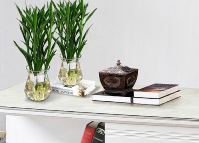 客厅养植物 客厅放什么植物招财好运又好养