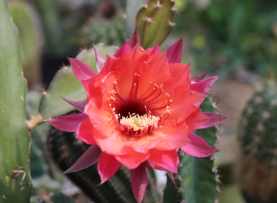 羊粪是酸性还是碱性的肥料 羊粪如何快速发酵的最佳方案