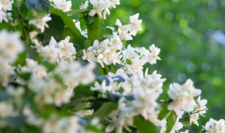 卧室内适合养什么绿色植物 适合养在卧室的植物推荐