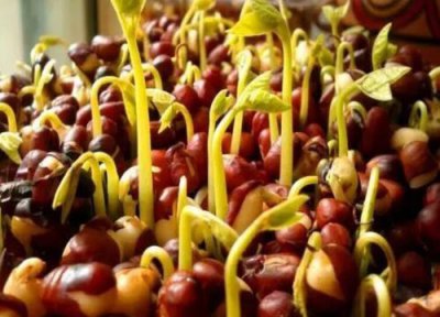 赤豆播种时间 赤豆什么时候播种好