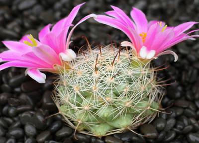 代表温暖的花 寓意温暖的花是什么花