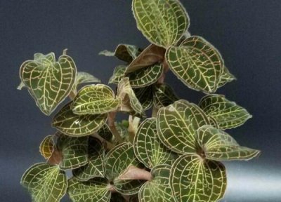 新鲜金线莲的功效与作用及食用方法 中药金线莲用途