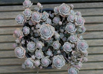 子持莲华徒长了怎么办 子持莲华徒长是什么样子