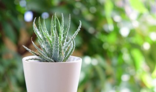 怎么在家种植物 如何在家种植植物？