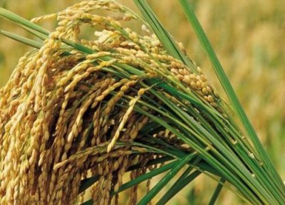 稻子成熟时间 稻子什么时候成熟
