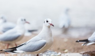野鸽子和斑鸠的区别是什么 野鸽子和斑鸠的区别是哪些