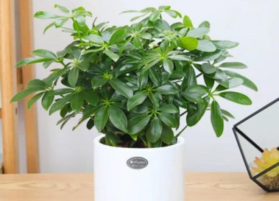 属鸡养啥植物最招财 属鸡养什么植物旺财运