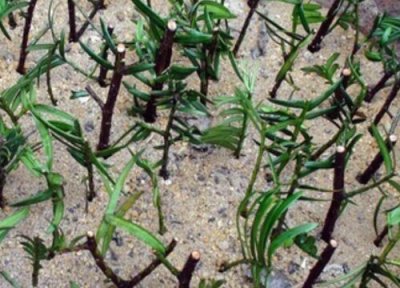 枫树扦插时间和方法 枫树几月份适合扦插