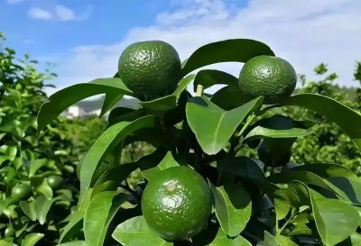 怎么施肥让沙糖桔膨果快 沙糖桔什么时候施膨果肥