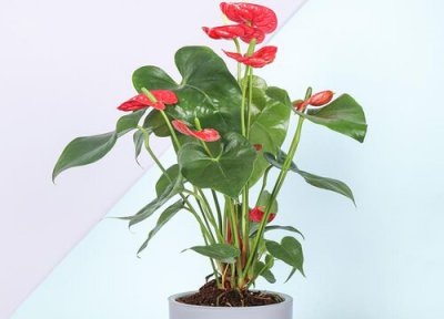 红掌的养殖办法 红掌如何养殖容易