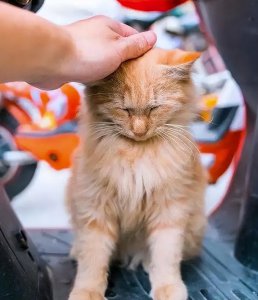 猫咪跑丢了还能找到家吗 猫咪走丢后很难找回来吗