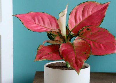 如意皇后开花吗 开花样子 图片