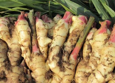 2023年生姜有望冲击市场吗 明年生姜市场行情预测